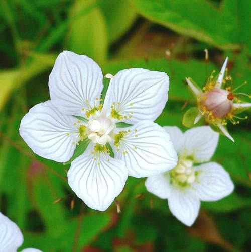 slåtterblomma Parnassia palustris