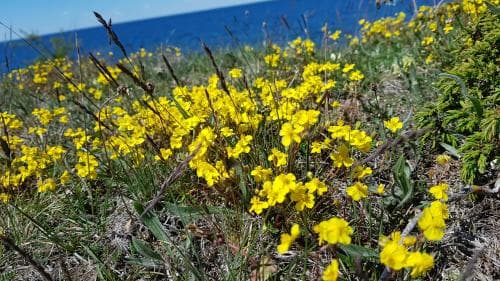 äkta ölandssolvända Helianthemum oelandicum var. oelandicum