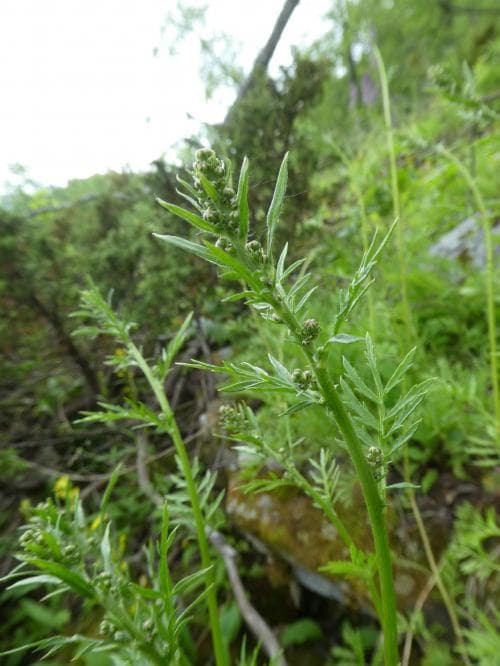 brantmalört Artemisia tanacetifolia