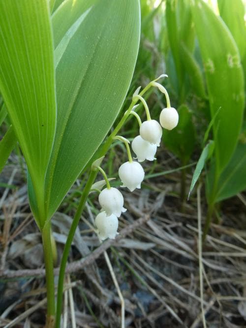 liljekonvalj Convallaria majalis