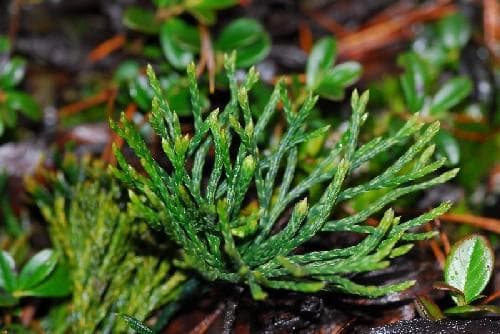 mellanlummer Lycopodium zeilleri