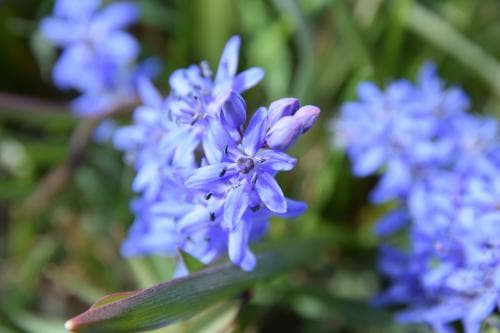tidig blåstjärna Scilla bifolia