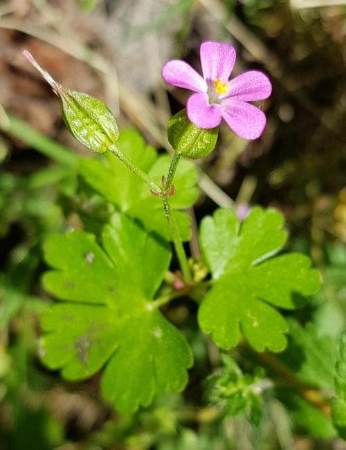 glansnäva Geranium lucidum