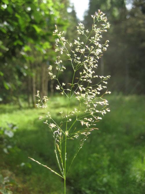 bergven Agrostis vinealis