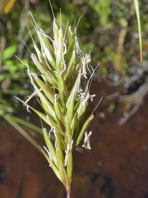 nordvårbrodd Anthoxanthum nipponicum