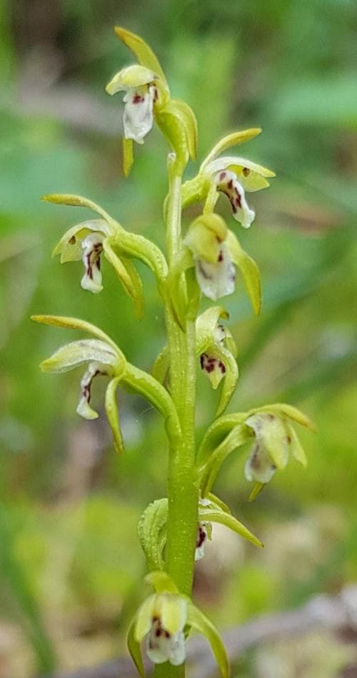 korallrot Corallorhiza trifida