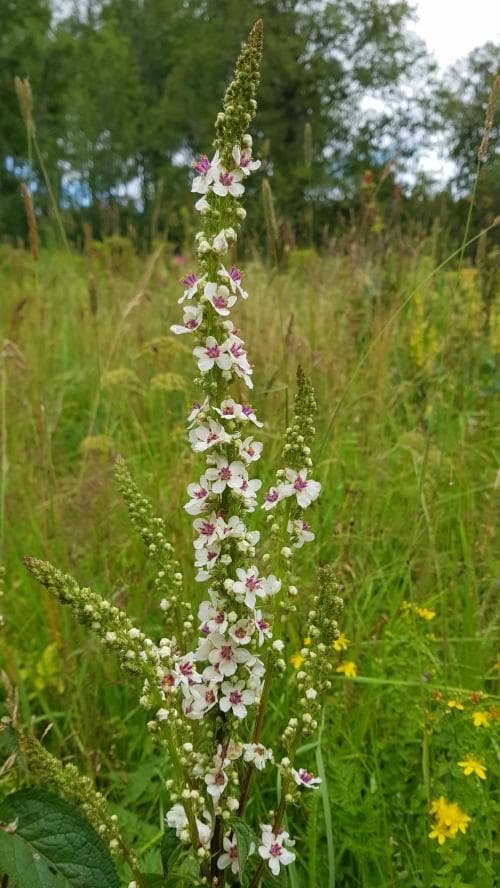 mörkt kungsljus Verbascum nigrum