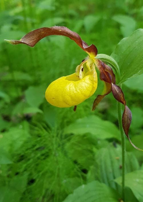 guckusko Cypripedium calceolus