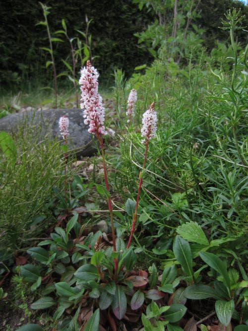 bergormrot Bistorta affinis