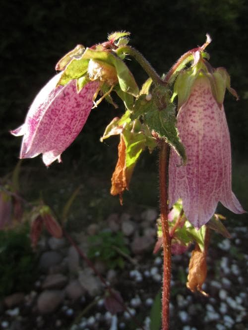prickklocka Campanula punctata