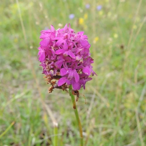 salepsrot Anacamptis pyramidalis
