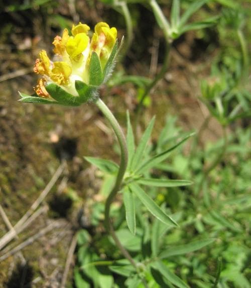 stor getväppling Anthyllis vulneraria subsp. carpatica