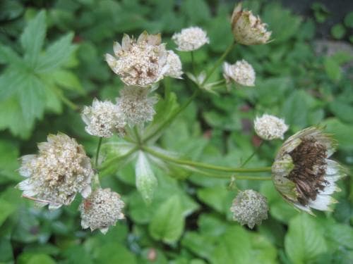 stjärnflocka Astrantia major