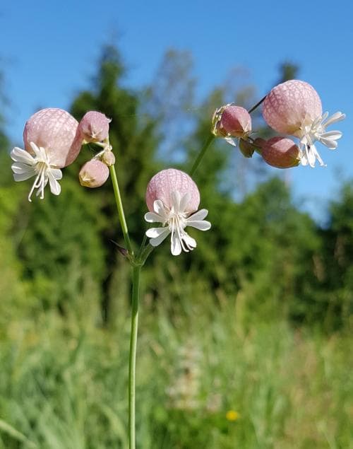 vanlig smällglim Silene vulgaris var. vulgaris