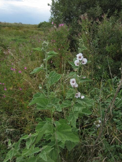 läkemalva Althaea officinalis