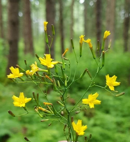 skogssallat Lactuca muralis