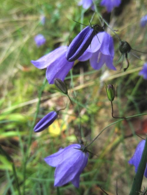 backblåklocka Campanula rotundifolia subsp. rotundifolia