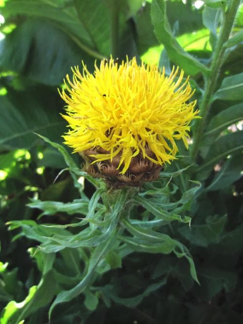 gulklint Centaurea macrocephala