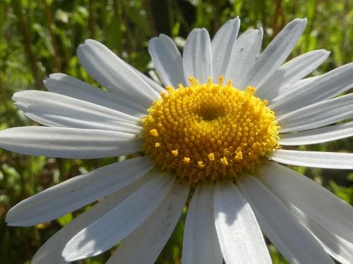 prästkrage Leucanthemum vulgare