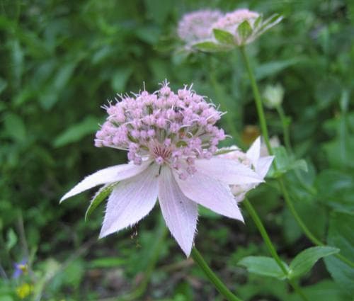 kaukasisk stjärnflocka Astrantia maxima