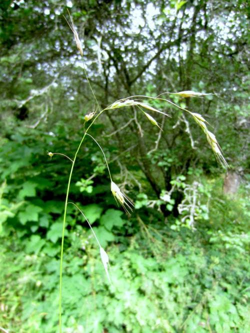 renlosta Bromus arvensis