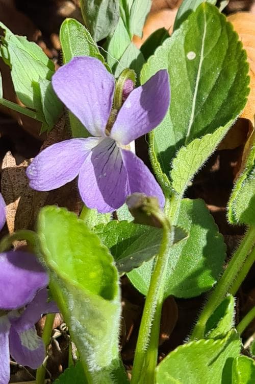 buskviol Viola hirta