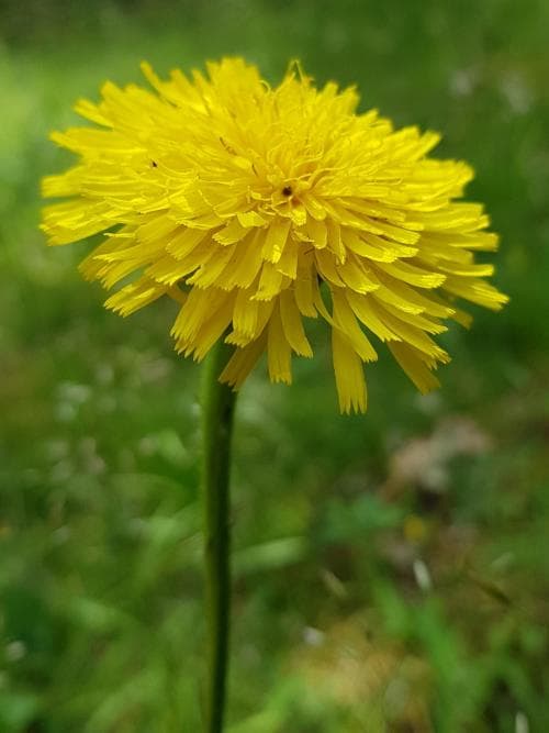 slåtterfibbla Hypochaeris maculata