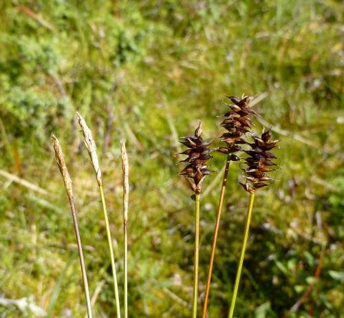 nålstarr Carex dioica