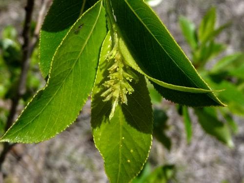 jolster Salix pentandra