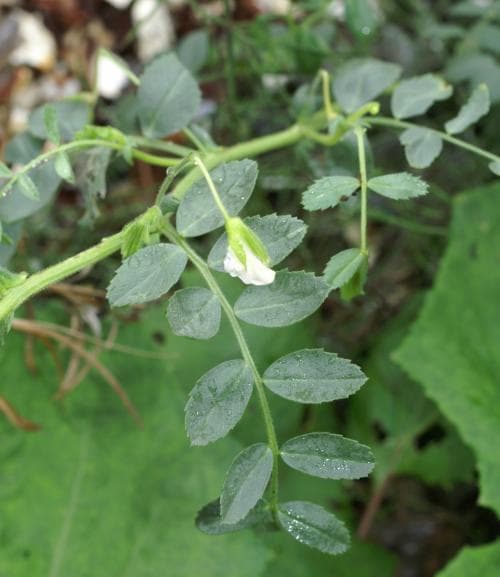 kikärt Cicer arietinum