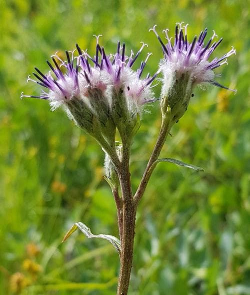 fjällskära Saussurea alpina