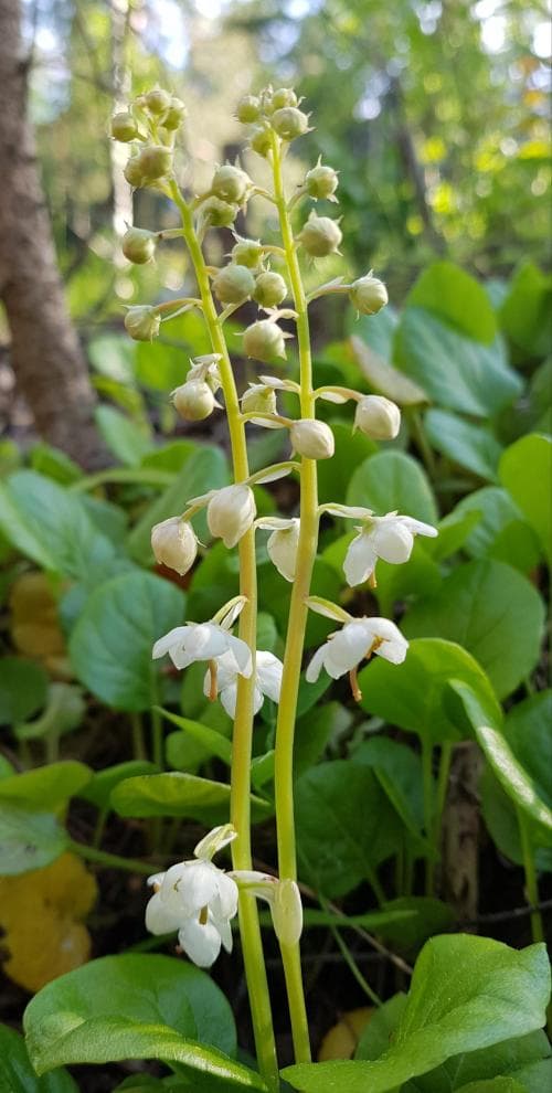 vanlig vitpyrola Pyrola rotundifolia subsp. rotundifolia