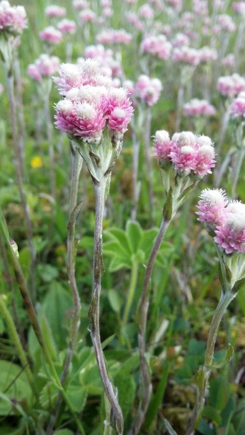 kattfot Antennaria dioica