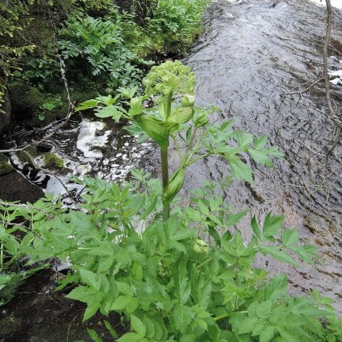 fjällkvanne Angelica archangelica subsp. archangelica