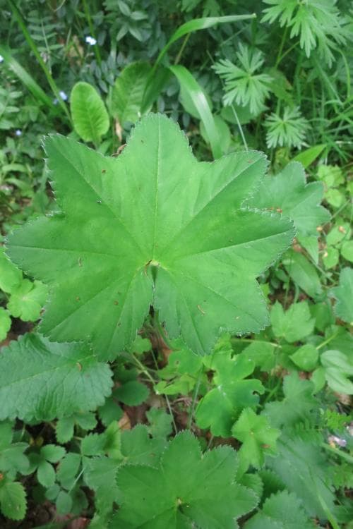 glansdaggkåpa Alchemilla micans