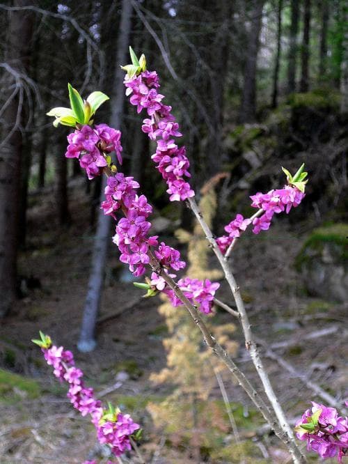 tibast Daphne mezereum