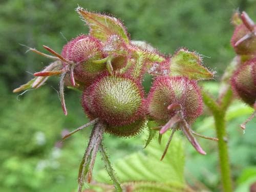 rosenhallon Rubus odoratus