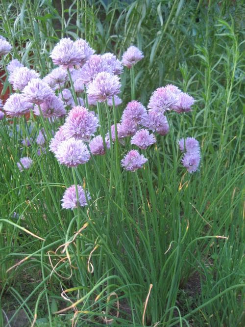 trädgårdsgräslök Allium schoenoprasum var. schoenoprasum
