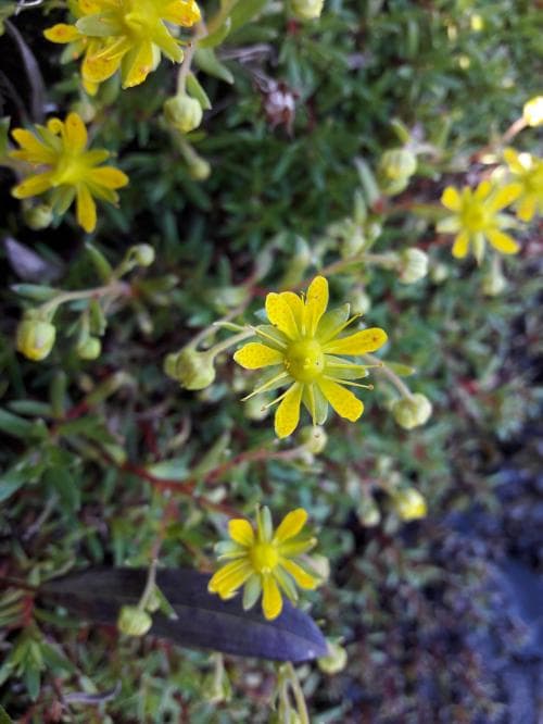 gullbräcka Saxifraga aizoides