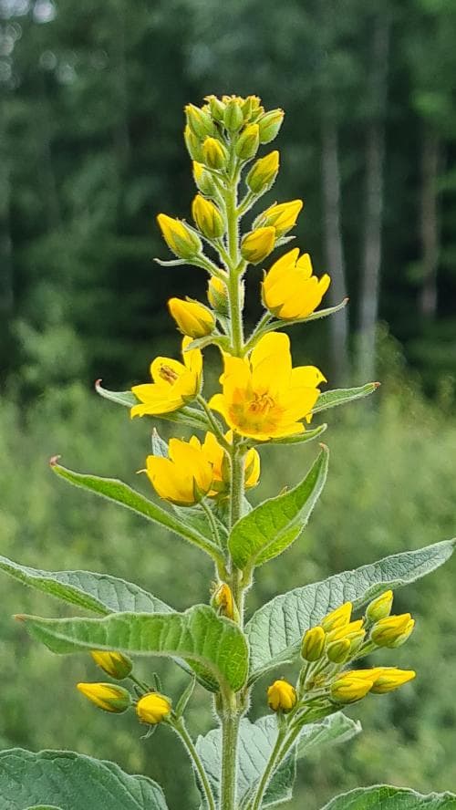praktlysing Lysimachia punctata