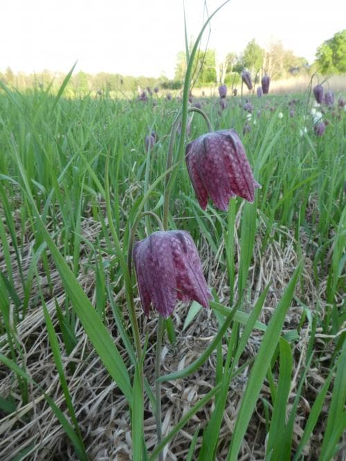 kungsängslilja Fritillaria meleagris