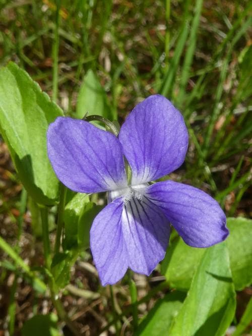 norrlandsviol Viola canina subsp. montana