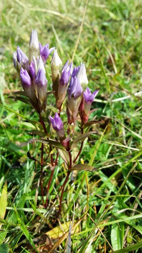ängsgentiana Gentianella amarella subsp. amarella