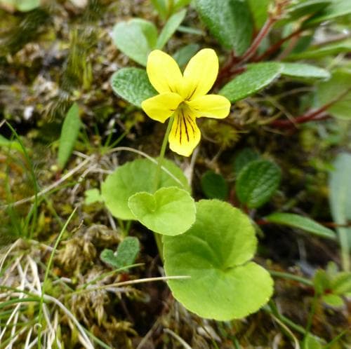 fjällviol Viola biflora