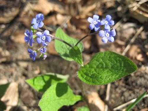 kaukasisk förgätmigej Brunnera macrophylla