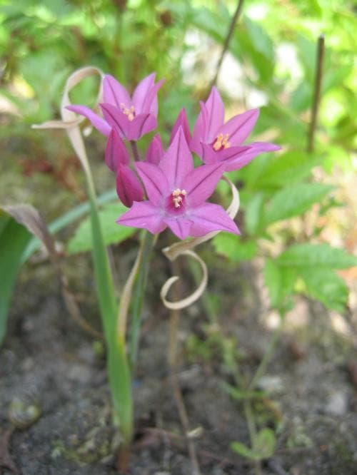 berglök Allium oreophilum