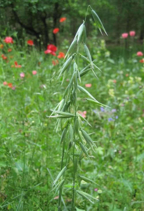 plymhavre Avena sativa var. contracta