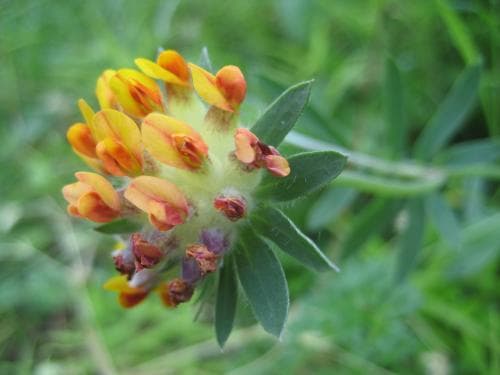 liten getväppling Anthyllis vulneraria subsp. vulneraria