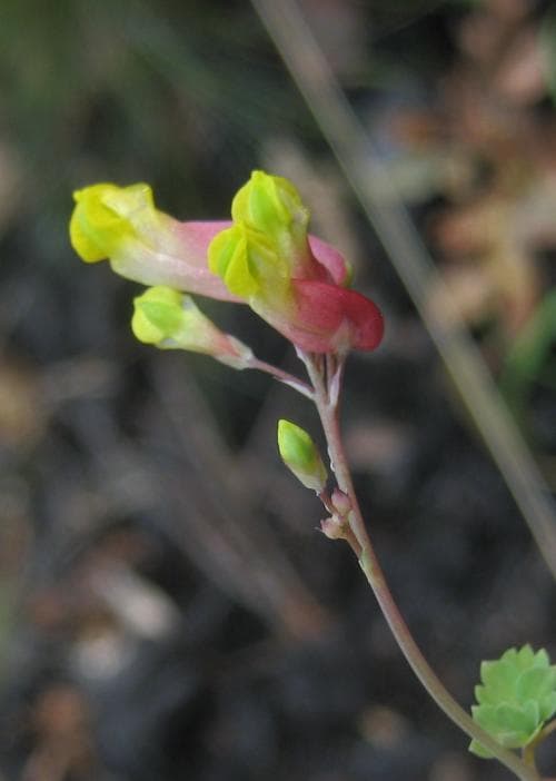 sommarnunneört Capnoides sempervirens