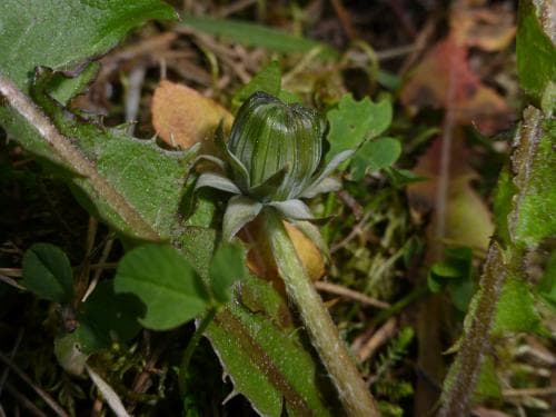 gyllenmaskros Taraxacum xanthostigma